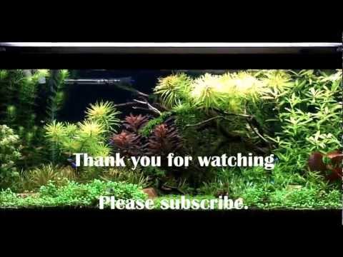 EI Dosing for the High Tech Planted Aquarium