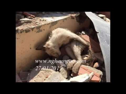 Con mèo vườn rau Sheet - Diệp Chí Huy