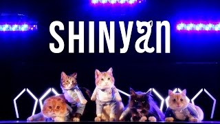 Download lagu SHINyan 君のせいで for cat Music... mp3