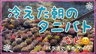 【多肉植物】【ガーデニング】冷えた朝のタニパト　など