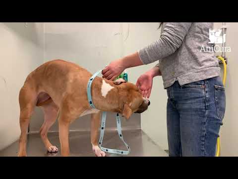 Så gör du rent öronen på din hund eller katt - AniCura Sverige