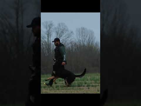 Fritz Jocko von Hanrahaus 2 years old Handler: Alex Alves