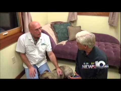 Pet Connection Extra - Internal Bleeding