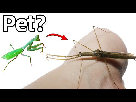 I Bought a Pet Water Mantis (Literally)...