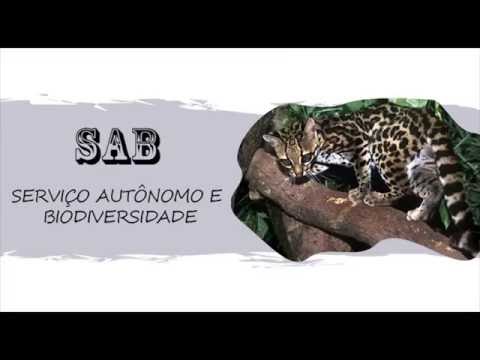 Oncilla Project: work with a jaguarundi