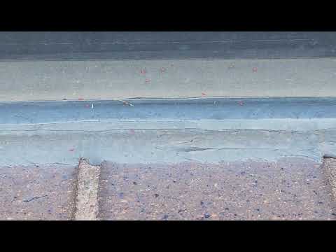 Found a Bunch of Clover Mites in Princeton Junction, NJ