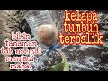 Cara Menanam Kelapa Terbalik ️ Menanam Biji Kelapa Menggunakan Botol Bekas ️