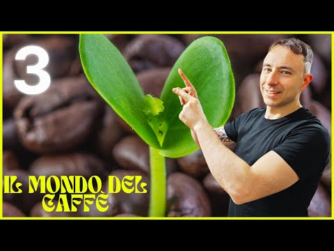 Corso completo sul caffè: dal chicco alla tazzina, tutto ciò che devi sapere! TERZA PUNTATA