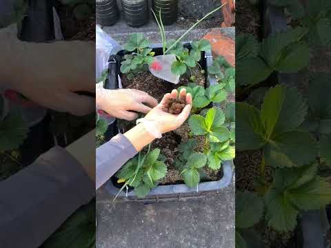 Sweet Secrets: Fertilize Your Strawberries for Bigger, Sweeter Fruit - Farm Food Family