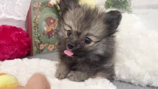 ポメラニアンの動画01