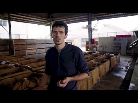 Cacao Trace Fermentation Process - Episode 2