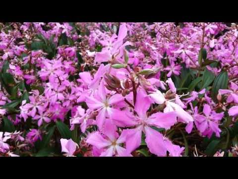 Tibouchina Noelene - Glory Bush HD 03