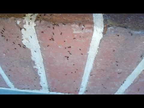 Ant Infestation in Hazlet, NJ