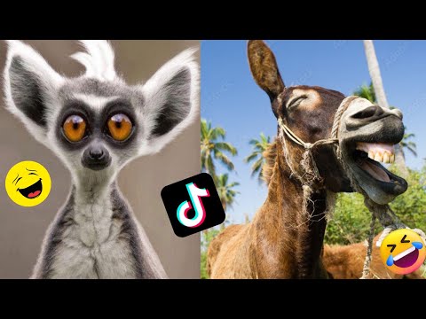 Best animal tiktok hashtags 2022 🤣🤣