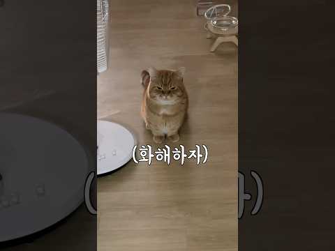 삐진 고양이랑 극적으로 화해하는 고도의 전략