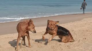 Dogs Playing On The Beach