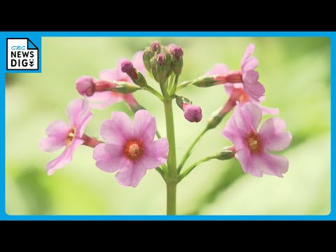 互葉のヒメソウ 植物