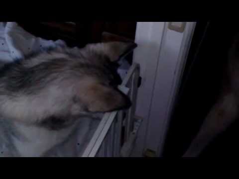 Mesha, the double rear leg amputee dog, finds a way to play after second surgery