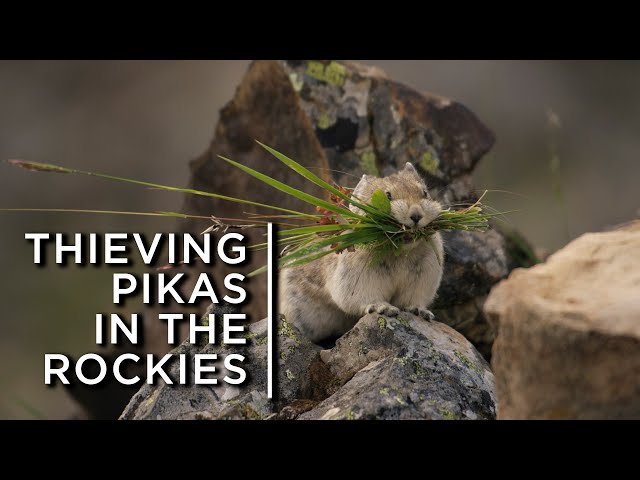 Video de pronunciación de pika en Inglés