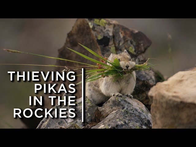 Video Pronunciation of pika in English