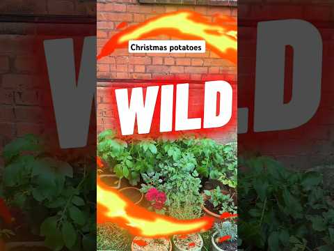 Feeding my potato plant! #shorts #potatoes #christmas #organicgardening #vegetables