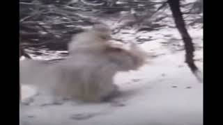 Cover art for Goofy ahh yeti