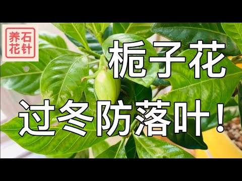梔子花 室內