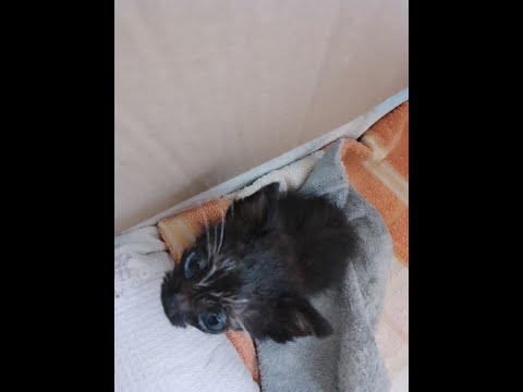 Rex Sicilian stray runt kitten abandoned by mom, saved and rescued and now first days in house