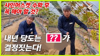 내년에 좋은 샤인머스켓 농사 지을려면 수확이 끝난 이 시기에 돌봐주어야 합니다...같이 알아봅시다.