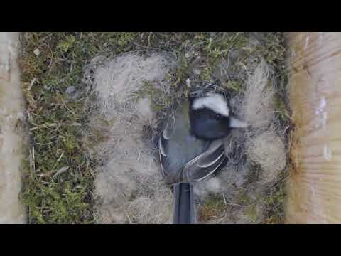 2019 05 31 Das fünfte Ei und es wird gebrütet