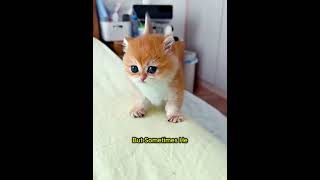 Dad Surprised Her With the Cutest Little Kitten 🐱🎁✨#shorts