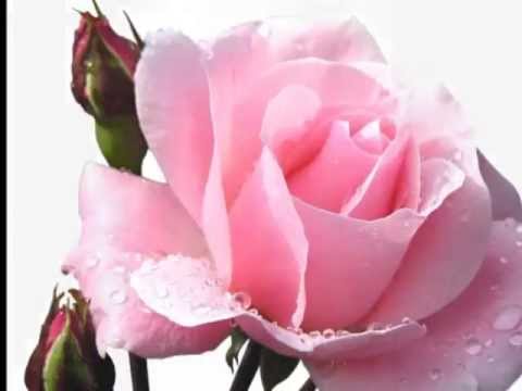 Dr Nono - Si me pare