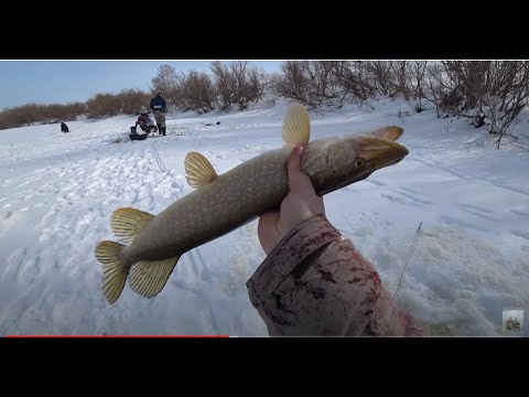 Щуки на хапуги. С таким аккумулятором нам не страшен толстый лед.