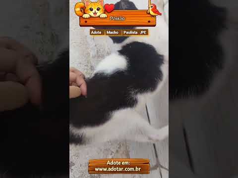 Vídeo de Paixão