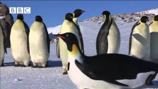 Penguins - Spy in the Huddle (Waddle all the Way): Emperor Penguins Meet PenguinCam