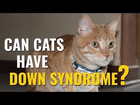 Cats with Down Syndrome - A Complete Guide