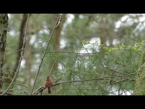 Dinosaur Sounds: Carolina Wren at 1/5 speed