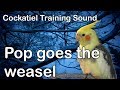 Cockatiel Trainig Sound - Pop goes the weasel