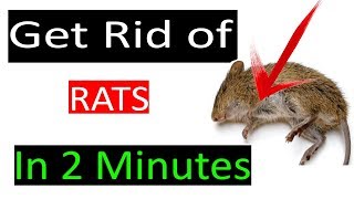 How to get rid of Mouse rats, permanently in a natural way--Get rid of mice fast at home