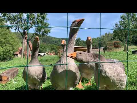 MUDr. Petr Sládek objíždí region. 26. 8. 2020 - Dolní Němčí - Hluk