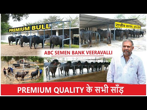 ABC SEMEN BANK PREMIUM QUALITY के सभी साँड़ || RAJIV SARPANCH, ABC SEMEN BANK VEERAVALLI