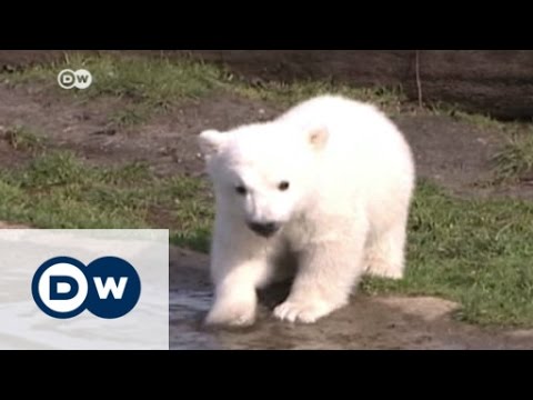 Forscher lösen Rätsel um Eisbär Knuts Tod | DW Nachrichten