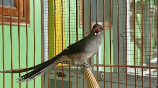 Download lagu Murai AIR NEMBAK RAPET Bikin burung APAPUN EMOSI GACOR mp3
