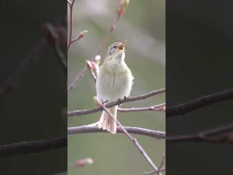 (Sound on) Iberian Chiffchaff Singing - Hardwick Park - 15/04/26