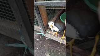 Download lagu burung ruwak' jinak mp3