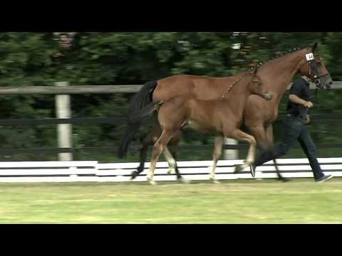 Hf v Fuerst Romancier x Davignon