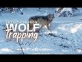Trapping Alaskan Wolves 2023-24 Season Highlights