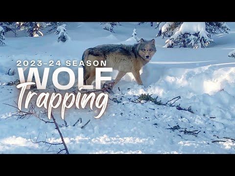Trapping Alaskan Wolves 2023-24 Season Highlights