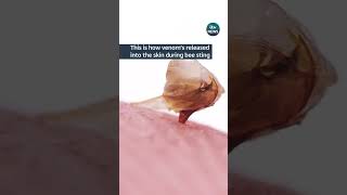 This is how venom’s released into the skin during bee sting #itvnews #bee