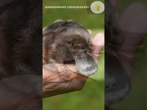 Platypus - an animal that can sting